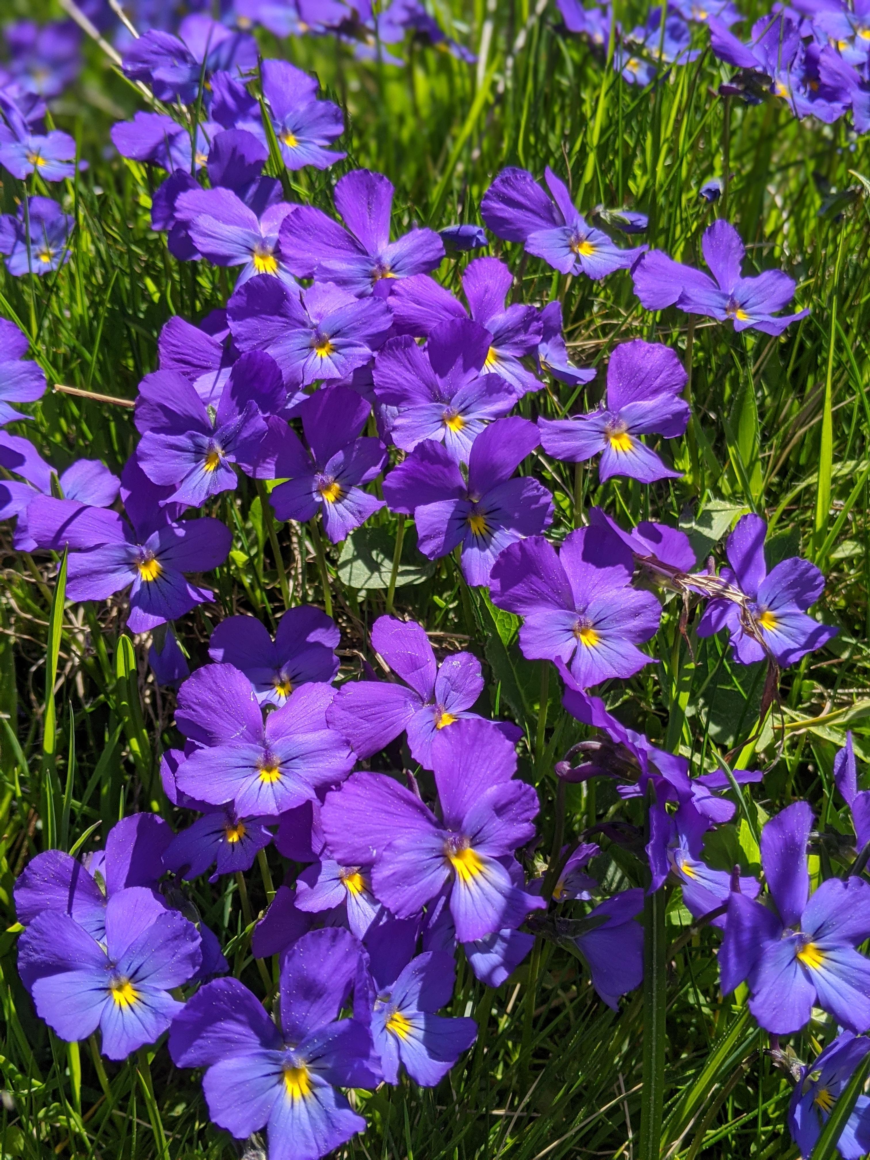 Alpine flowers